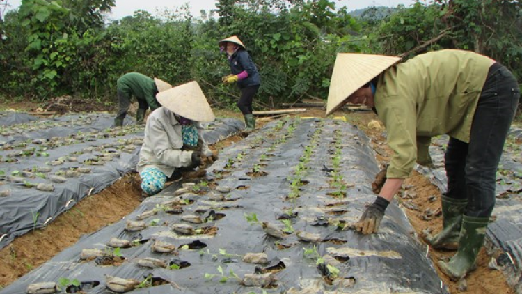 Con Cuông phát triển kinh tế gắn với rừng