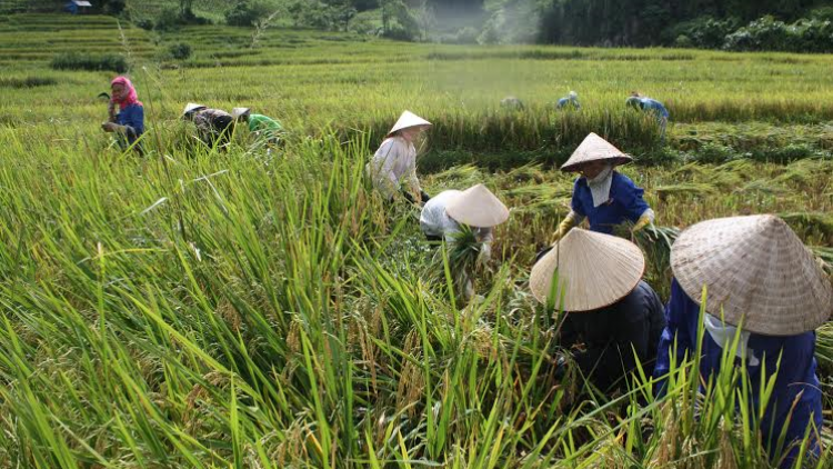 Lên Tả Lèng tìm mua  gạo tẻ râu