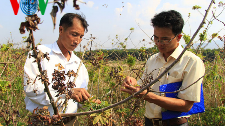 Cả ngàn hec-ta sắn ở Kon Tum bị bệnh chổi rồng