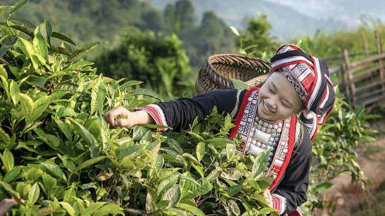 Nhiều thanh niên dân tộc thiểu số khởi nghiệp thành công