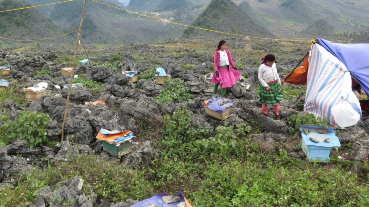 Mật ong bạc hà, quà của miền núi đá Hà Giang