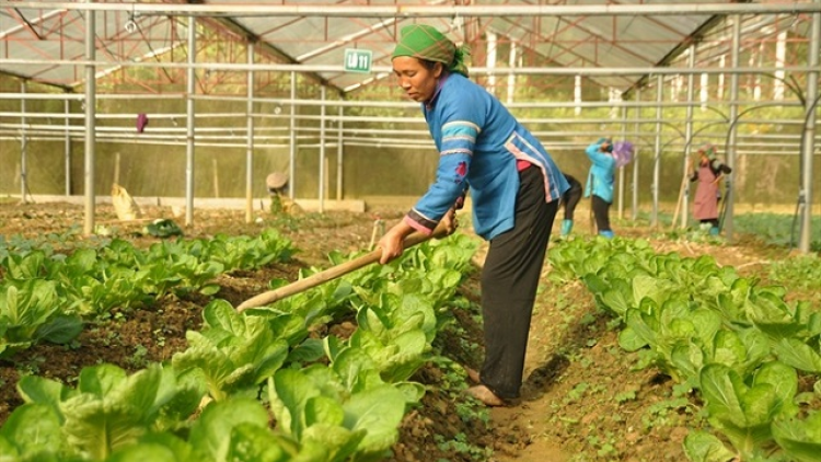 Giá trị sản phẩm nông nghiệp công nghệ cao của Lào Cai đạt gần 300 tỷ đồng