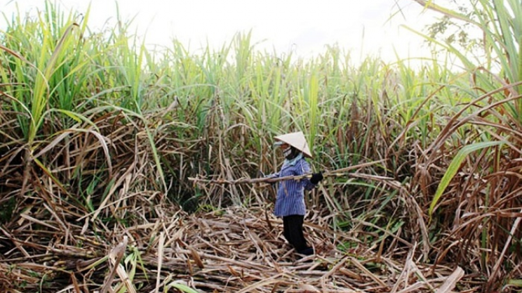 Đi tìm đầu ra cho cây mía ở Tây Nguyên