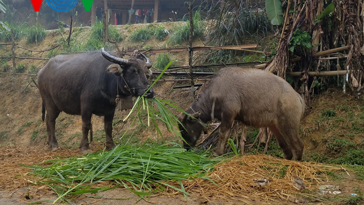 Lai Châu: Hơn 200 con gia súc thiệt hại do rét đậm, rét hại