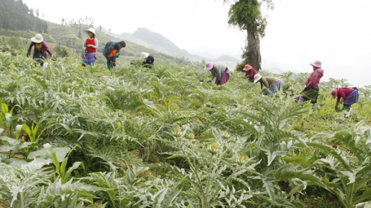 Bản Già chuyển sang trồng dược liệu