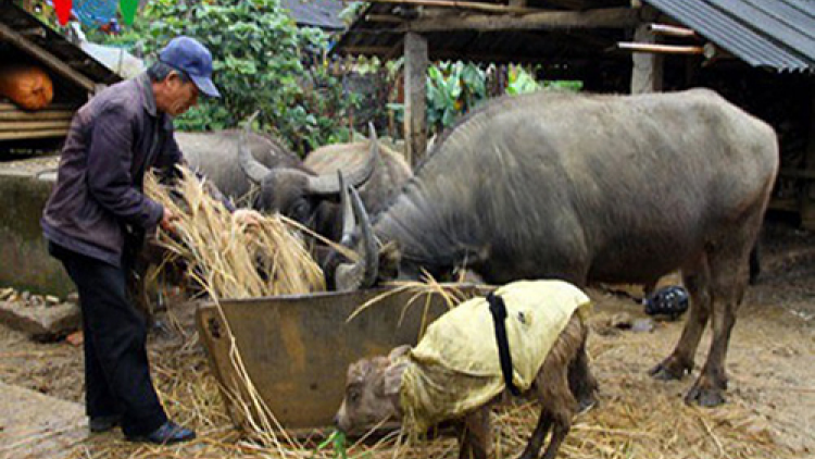 Thiệt hại hàng tỷ đồng do giá rét