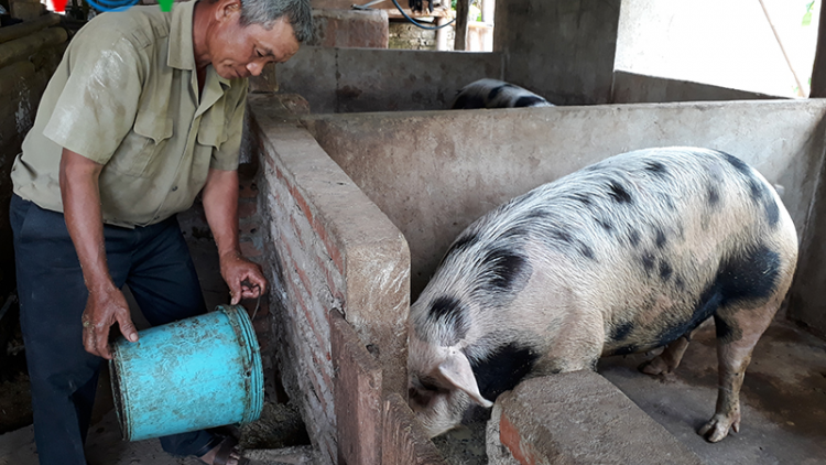 Lão nông Khơ Mú chăn nuôi giỏi