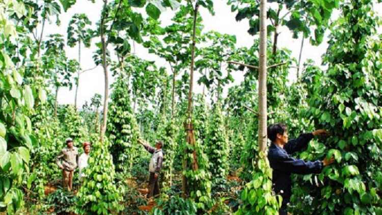 Gương sáng trong lao động sản xuất