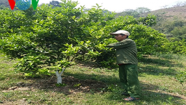 Chuyển đổi mô hình sản xuất ở Mộc Châu: Lựa chọn từ người dân