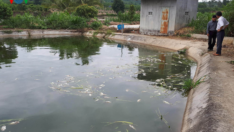 Kon Tum: Cá chết hàng loạt