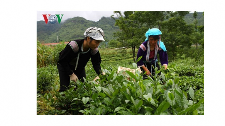 Lai Châu phát triển nhiều vùng sản xuất  hàng hóa tập trung chất lượng cao