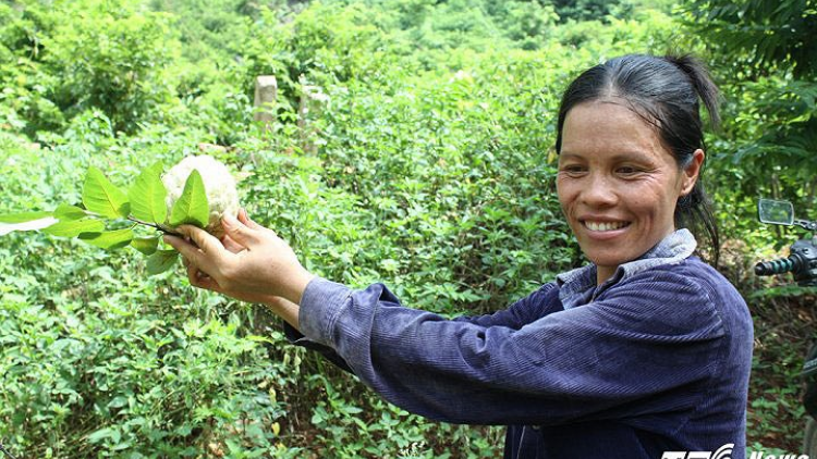 Lạng Sơn: Khẳng định thương hiệu quả na Chi Lăng