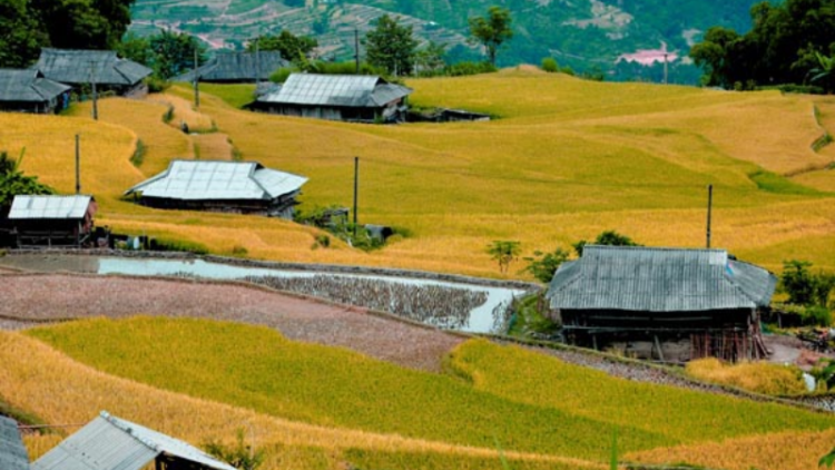 Sóng vàng trên biển lúa Hoàng Su Phì ngày thu