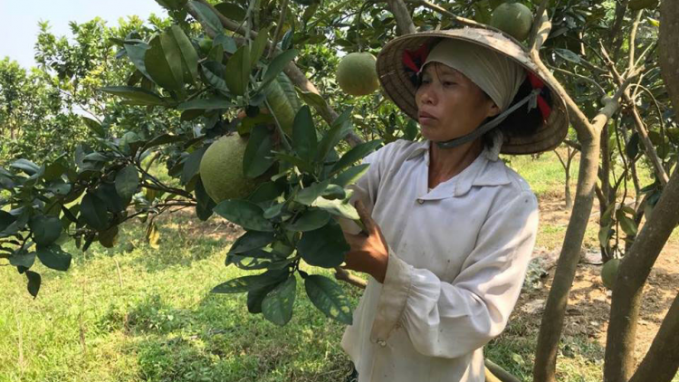 Người phụ nữ Mông vượt khó đi lên