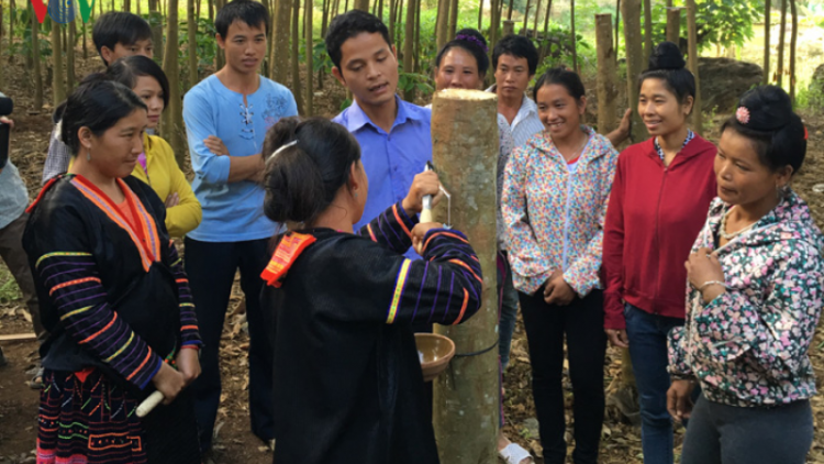 Những tín hiệu mừng từ cây cao su Điện Biên