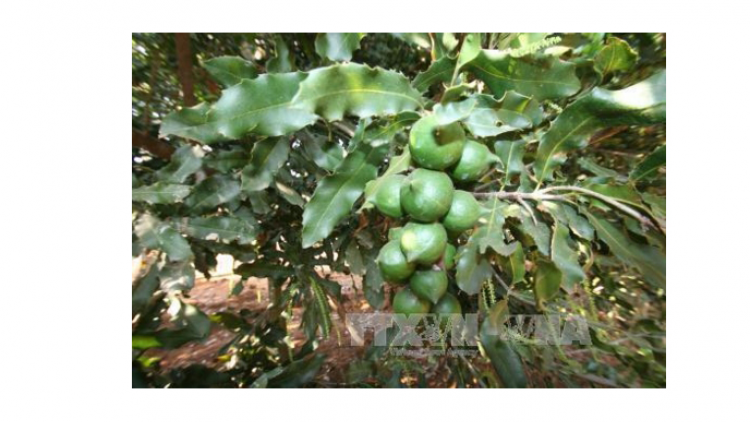 Lai Châu sẽ trở thành thủ phủ cây Mắc Ka ở Việt Nam