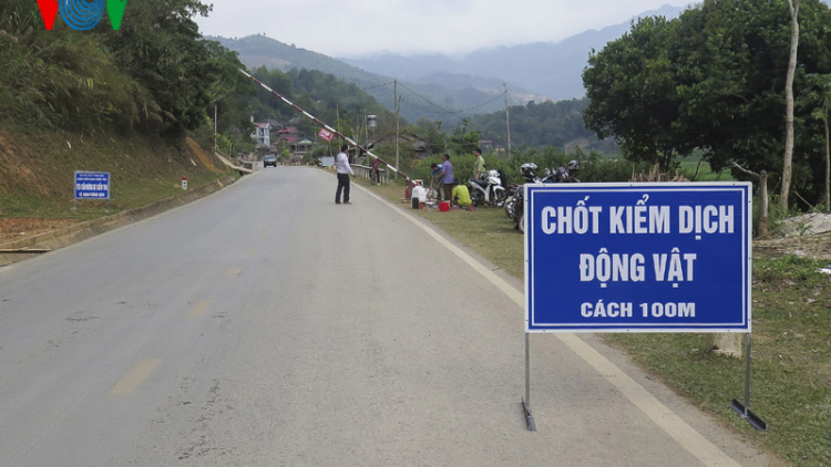 Lai Châu chủ động ngăn chặn dịch tả lợn Châu phi