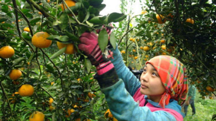 Hà Giang: Nâng cao giá trị sản phẩm cam Bắc Quang