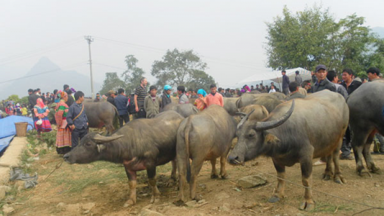 Nhộn nhịp phiên chợ trâu Bắc Hà