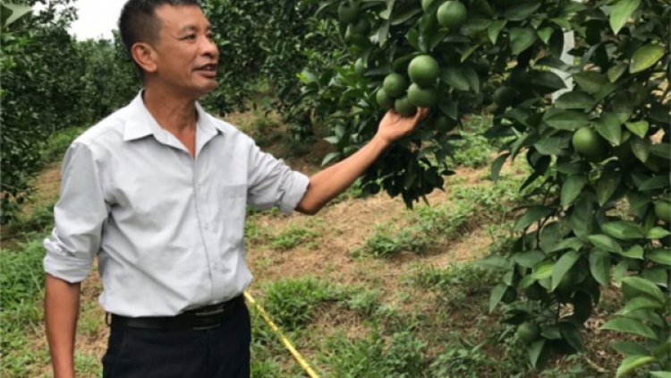 Cam sành Hàm Yên: Thế mạnh phát triển kinh tế của đồng bào thiểu số
