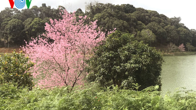 Đẹp ngất ngây hoa anh đào trên cao nguyên Măng Đen