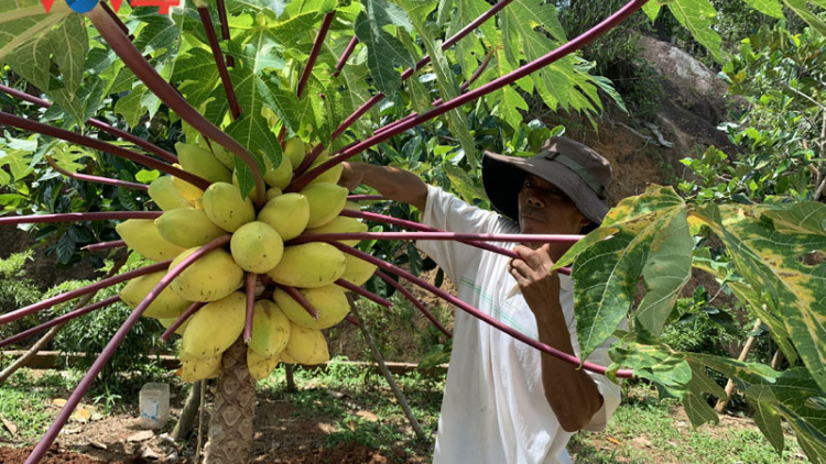 Tái cơ cấu nông nghiệp ở Gia Lai