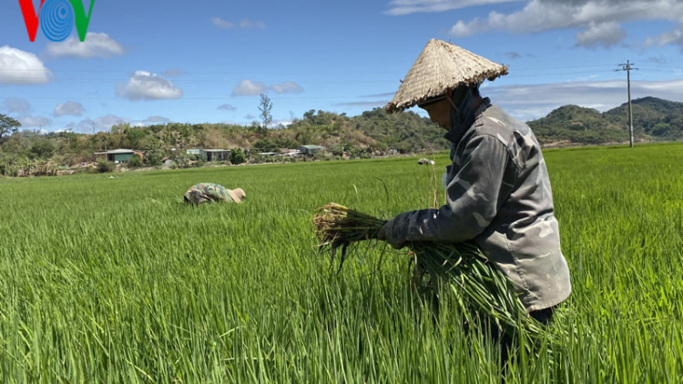 Đắk Lắk chủ động phòng chống hạn vụ Đông Xuân