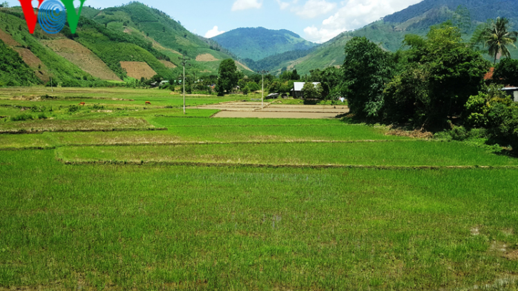 Khởi sắc trên quê hương cách mạng Krông Bông, Đắk Lắk