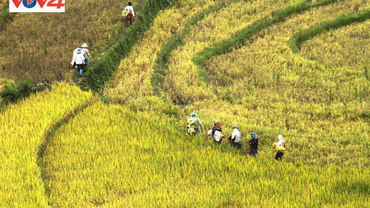 Nhộn nhịp mùa "vàng" trên rẻo cao Tả Lèng