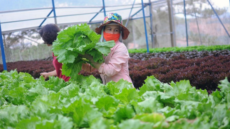 Sản xuất liên kết theo chuỗi, nông sản Lâm Đồng nhẹ nhàng ứng phó mùa dịch