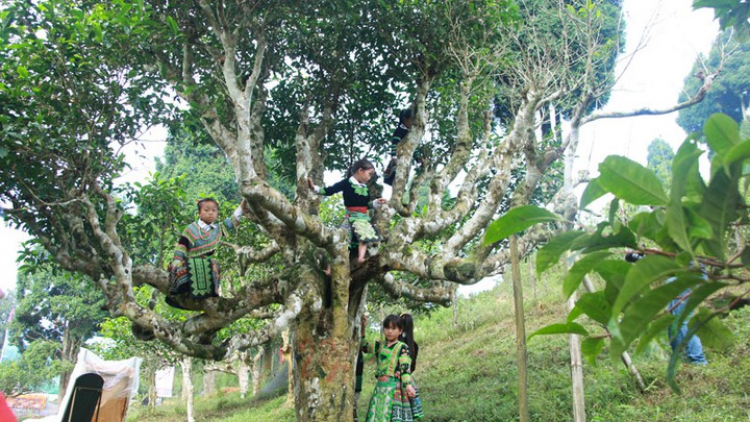 Khám phá khu chè cổ thụ Suối Giàng