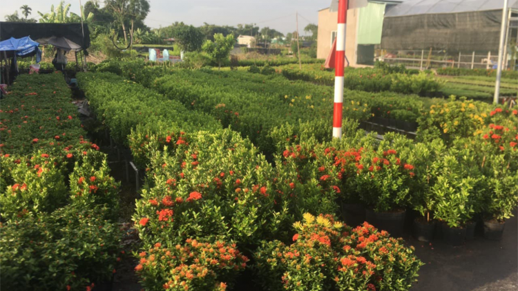 Dạo chơi làng hoa Sa Đéc