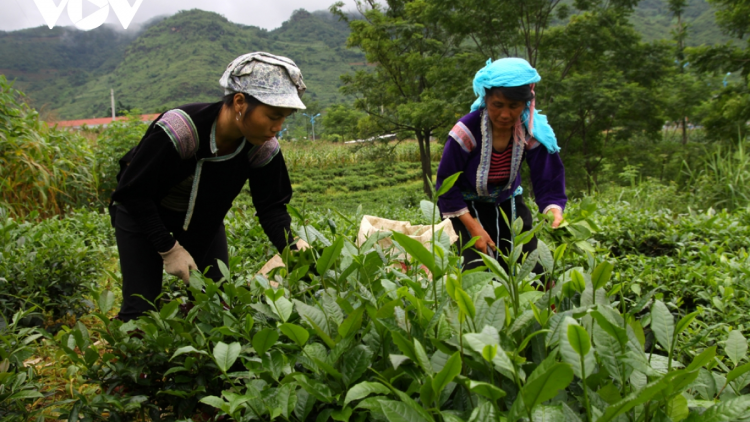 Doanh nghiệp Lai Châu đồng hành cùng người dân trong đại dịch