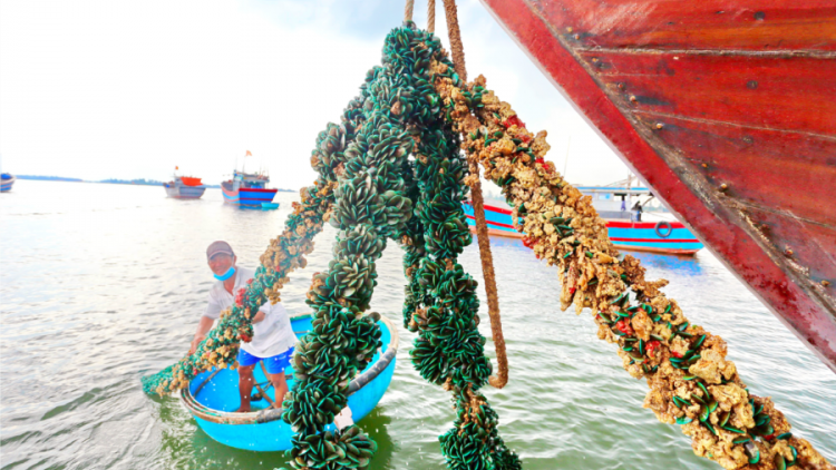 Ngư dân Quảng Nam lặn bắt vẹm xanh tặng khu cách ly