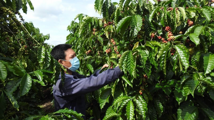 Thích ứng an toàn, cà phê Tây Nguyên tiếp tục nâng cao giá trị