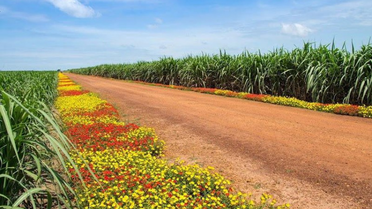 Nông dân Sơn La phấn khởi mở rộng diện tích trồng mía