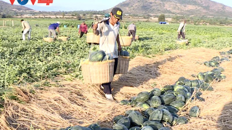 Gia Lai:  nông sản được mùa, được giá