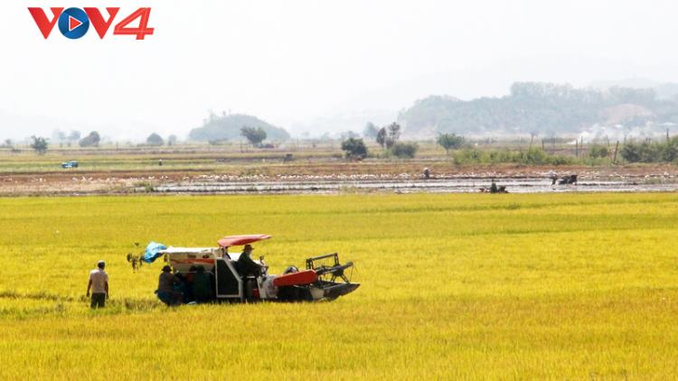 Sản xuất lúa hữu cơ trên cánh đồng Mường Tấc