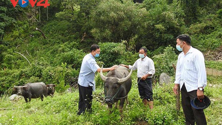 Kon Tum: nan giải khống chế dịch bệnh tụ huyết trùng ở trâu, bò