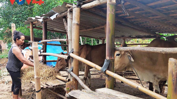 Kon Tum: Dịch bệnh viêm da nổi cục trên đàn trâu, bò lây lan nhanh