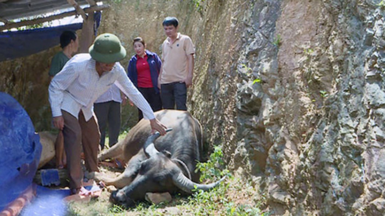 Kon Tum: Trâu, bò chết hàng loạt nghi do bệnh tụ huyết trùng