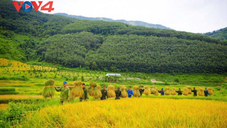 Tình quân dân làm nên những “Mùa vàng”