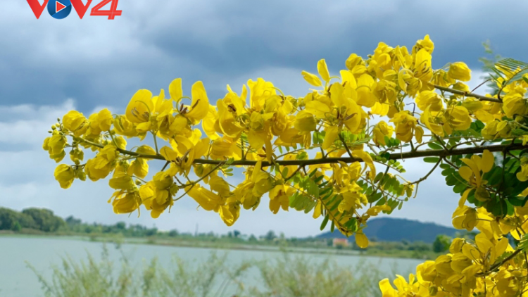 Sắc vàng trên Cao nguyên