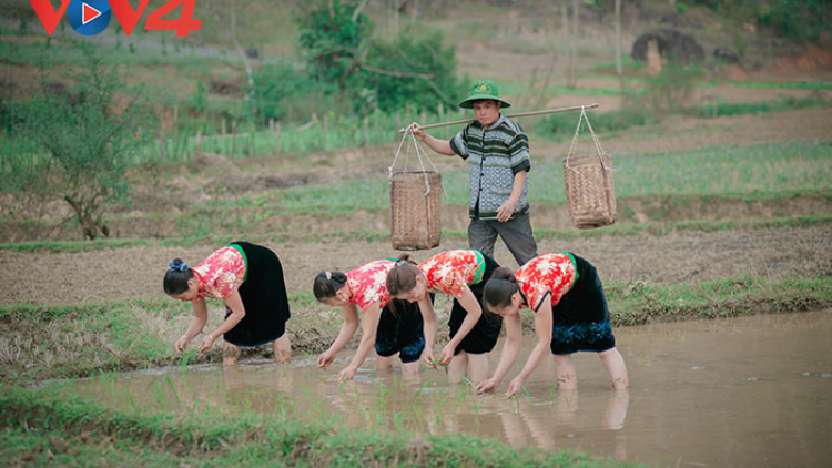 Về bản Bướt ăn gạo tẻ râu