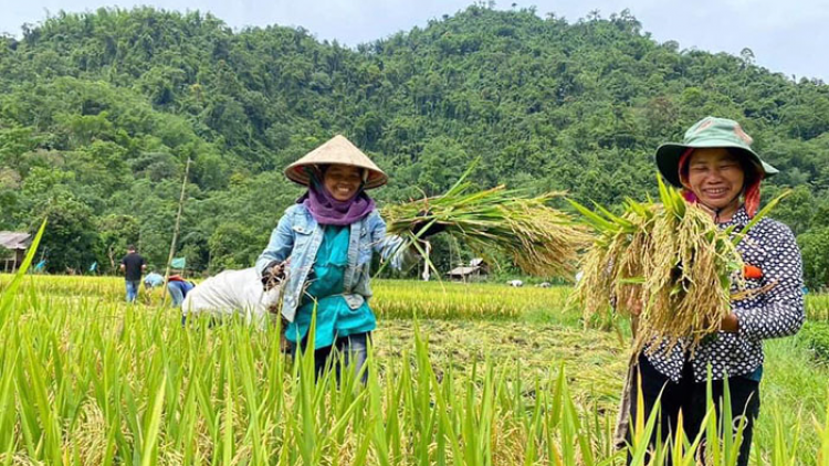 Gạo tẻ râu -  từ di sản thành đặc sản