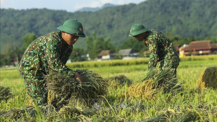 Mùa vàng trên biên giới