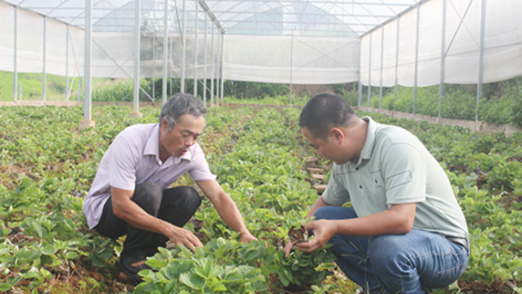 Nông sản vào mùa trước Tết
