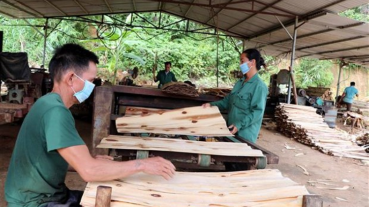 Tuyên Quang phát huy thế mạnh từ rừng