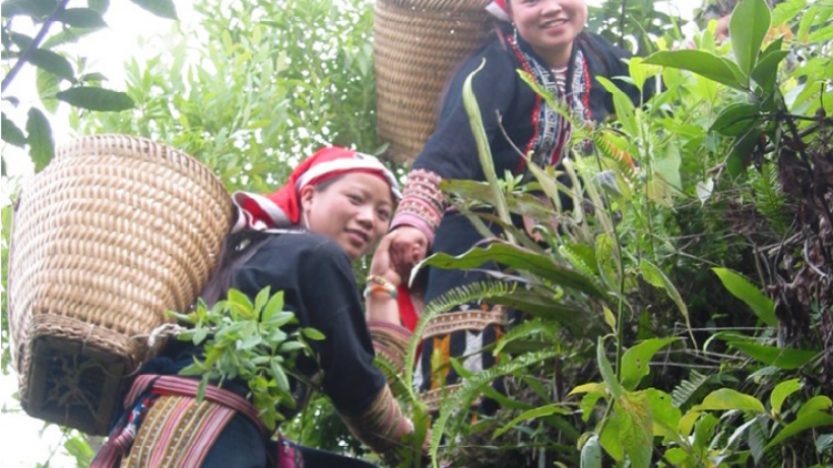 Khai thác tri thức bản địa để phát triển bền vững