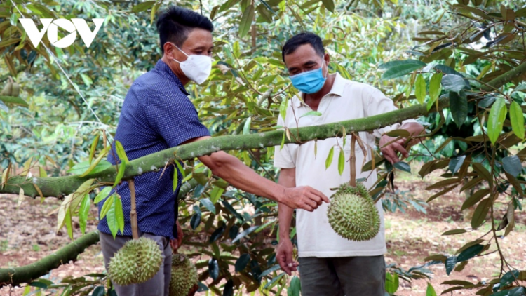 Liên kết, hỗ trợ nông dân miền núi xuất khẩu nông sản